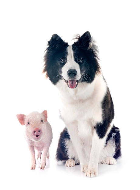 porco em miniatura rosa e cão na frente de fundo branco
