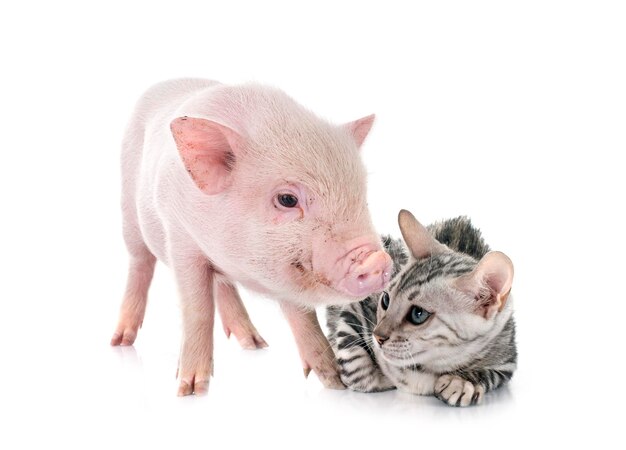 porco em miniatura rosa e gatinho na frente de fundo branco