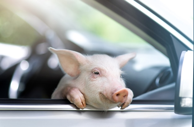 Porco engraçado pendurando as patas no volante de um carro.