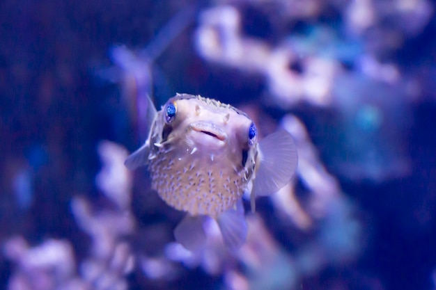 Porco-espinho está escondido sob alface coral Ajargo Giant Porcupinefish ou Spotted Porcupine Fish Diodon hystrix e alface coral ou Yellow Scroll Coral