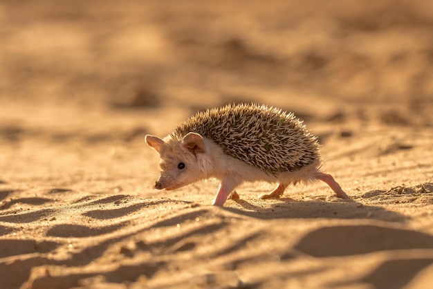 Porco-espinho fofo indo para a areia