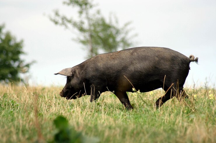 Foto porco gascão caminhando em um prado em um dia de verão