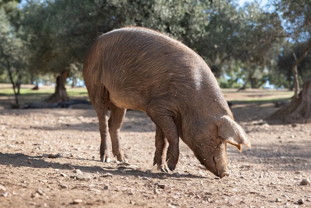 Porco ibérico comendo na fazenda sob as azinheiras