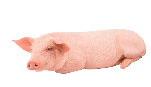 Foto porco jovem feliz isolado em fundo branco animais engraçados emoções