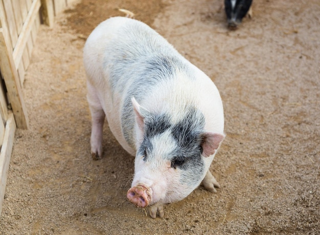 porco na fazenda