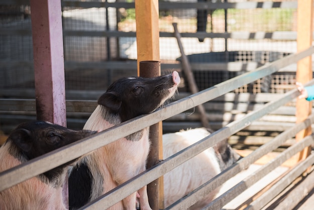 Foto porco na fazenda