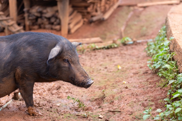 Porco preto no chiqueiro na exploração agrícola.