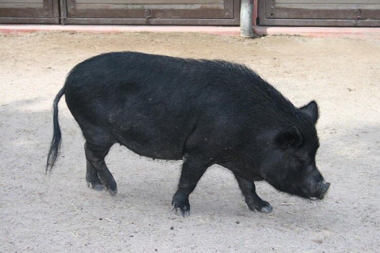 Foto porco preto passando pela fazenda