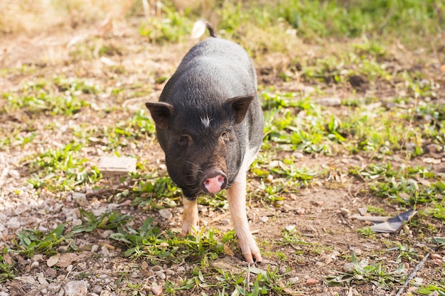 Porco selvagem bebê. javali preto ou porco andando no prado.