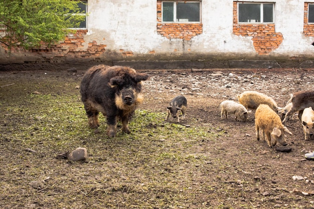 Porco sujo e leitões com cabelo encaracolado na fazenda ao ar livre