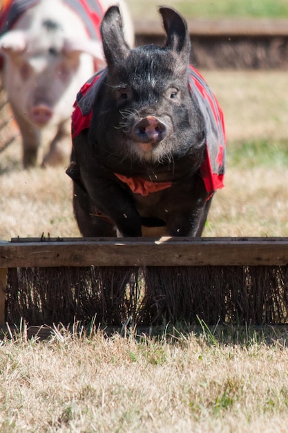 Foto porcos a correr para uma corrida no campo