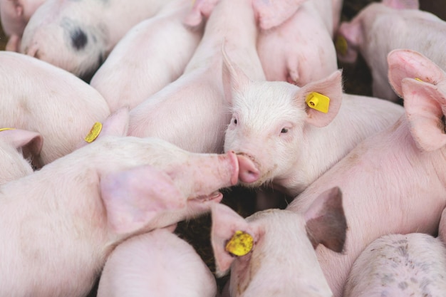 Porcos cor-de-rosa na fazenda Suínos na fazenda Indústria de carnes Suinocultura para atender à crescente demanda por carne