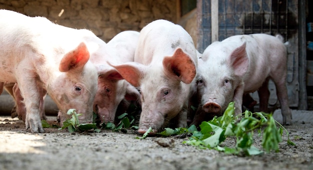 Foto porcos de fazenda ucranianos