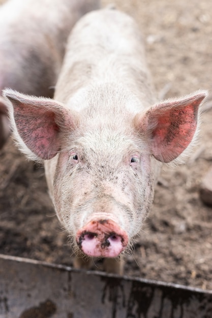 Porcos-de-rosa na fazenda. Suínos na fazenda. Indústria de carnes. Suinocultura para atender à crescente demanda por carne