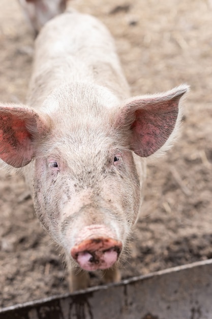 Porcos-de-rosa na fazenda. suínos na fazenda. indústria de carnes. suinocultura para atender à crescente demanda por carne