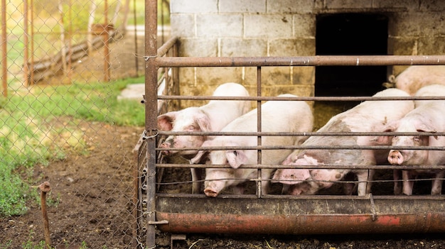 porcos em uma fazenda atrás de uma cerca em um celeiro