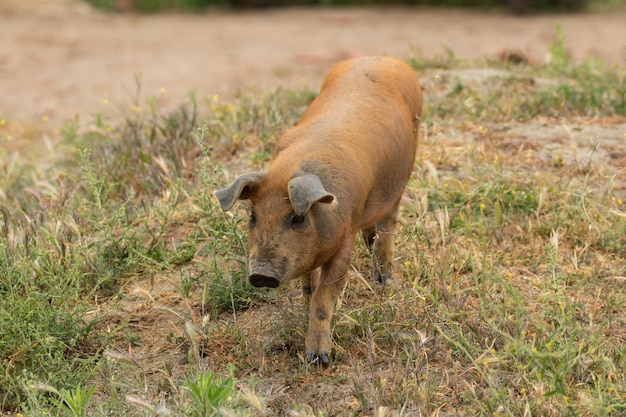 Porcos ibéricos em pastoreio