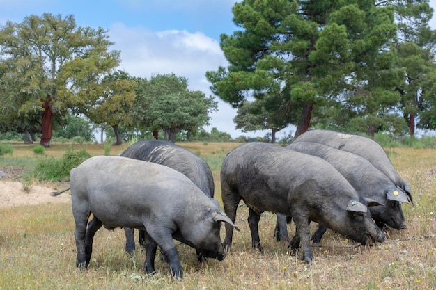 Porcos ibéricos no campo espanhol