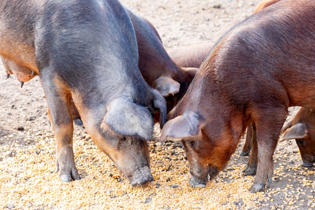 Porcos ibéricos pastando em uma fazenda