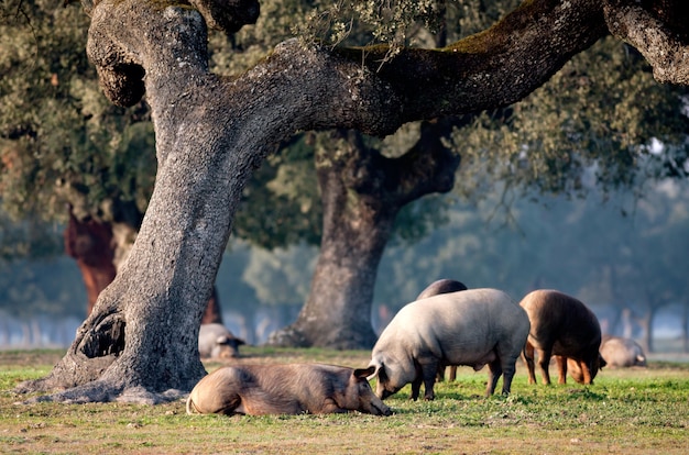 Porcos ibéricos pastando entre os carvalhos