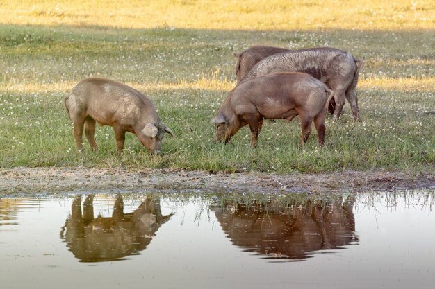 Porcos ibéricos pastando no campo