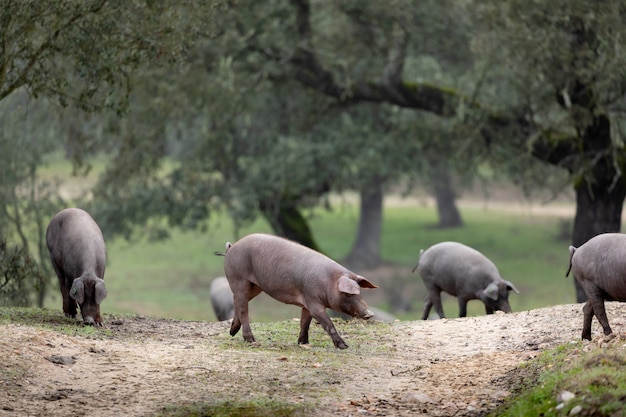 Porcos ibéricos pastando