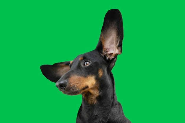 Porfile dachshund cachorrinho olhando para longe isolado no fundo verde da chave croma