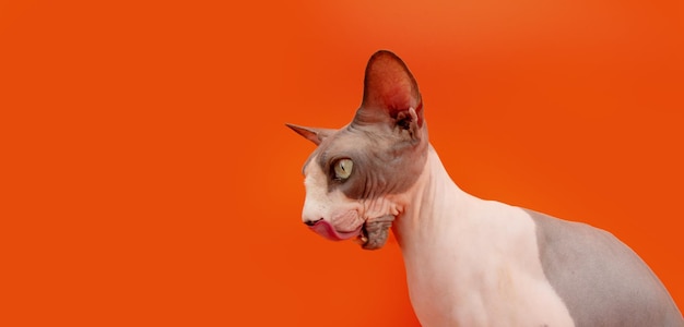 Porfile hambriento gato sphynx lamiendo sus labios con lengua aislado sobre fondo naranja temporada de Halloween