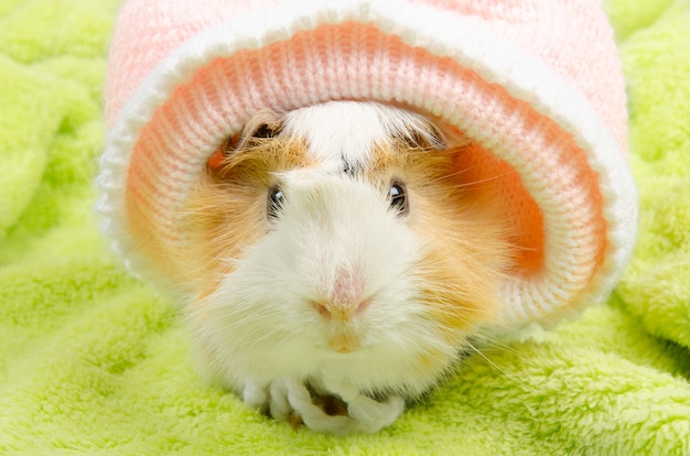 Porquinho-da-índia abissínio usando um chapéu de bebê