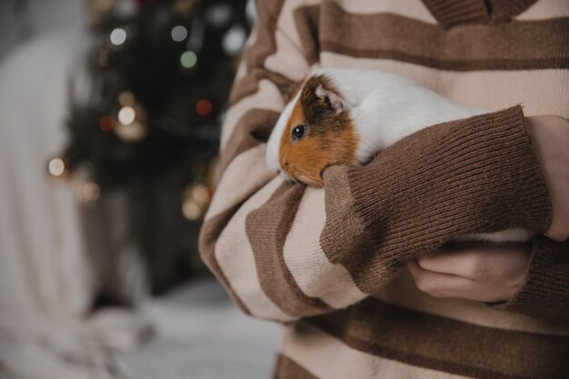 Porquinho-da-índia bonito nos braços da menina e conceito animal