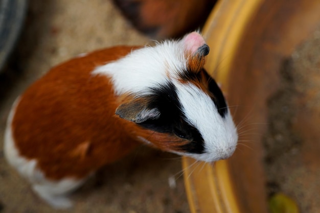 Porquinho da índia em busca de comida