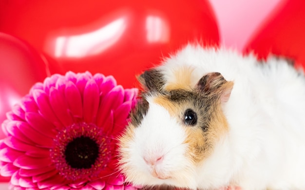 Porquinho-da-índia engraçado bonito entre lindas flores cor de rosa contra um fundo rosa