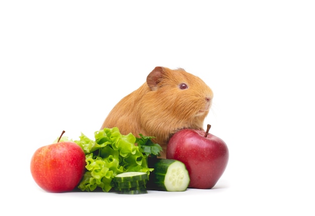 Porquinho-da-índia marrom com salada e maçãs na frente de um fundo branco