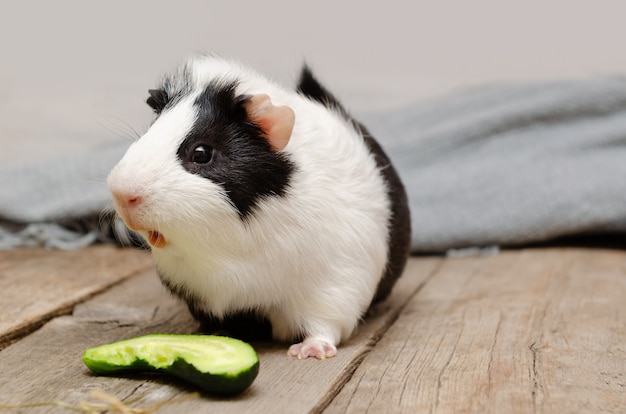 Porquinho da Índia preto e branco comendo pepino fresco