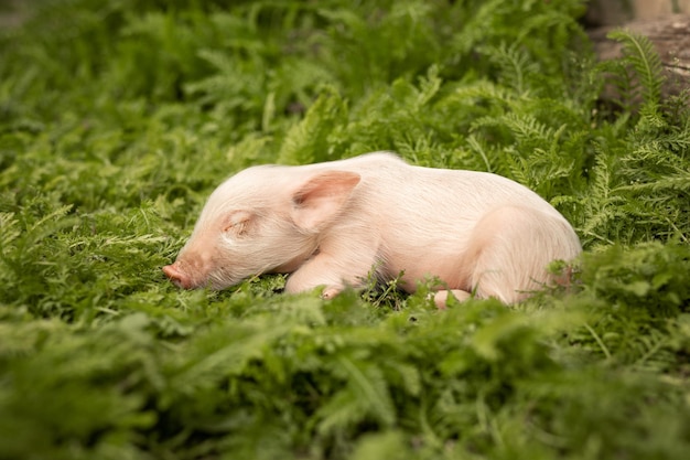 Porquinho dorme docemente na grama