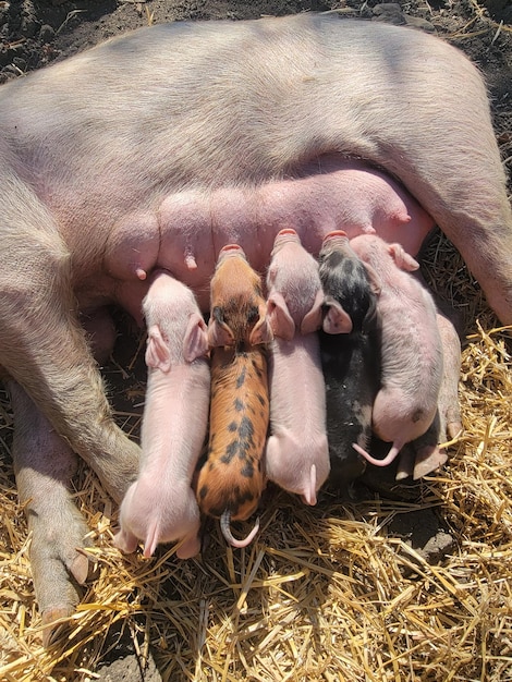 Foto porquinhos bebés com a mãe