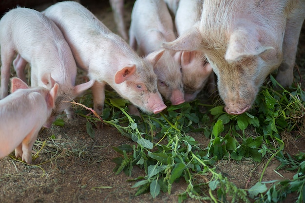 Porquinhos comem uma grama no chiqueiro com uma porca