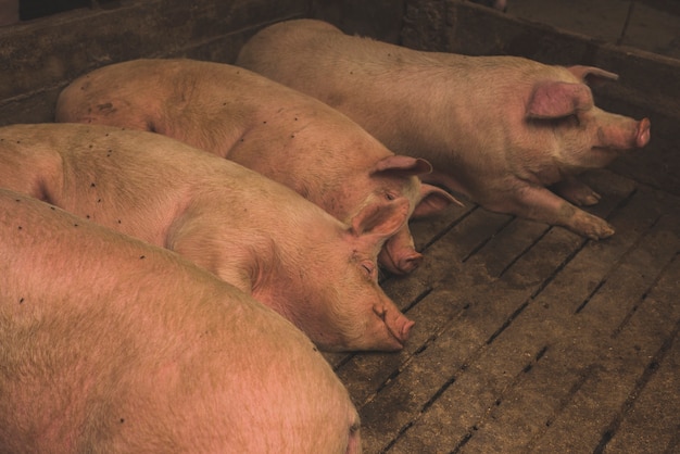 Foto porquinhos gordos deitados na fazenda