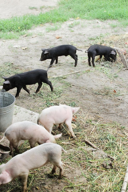 Porquinhos multicoloridos a divertir-se a correr no quintal