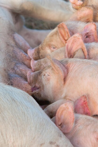 Foto porquinhos se alimentam de sua mãe em gundagai, na austrália