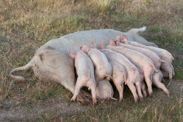 Porquinhos se alimentam de sua mãe em Gundagai, Nova Gales do Sul, Austrália