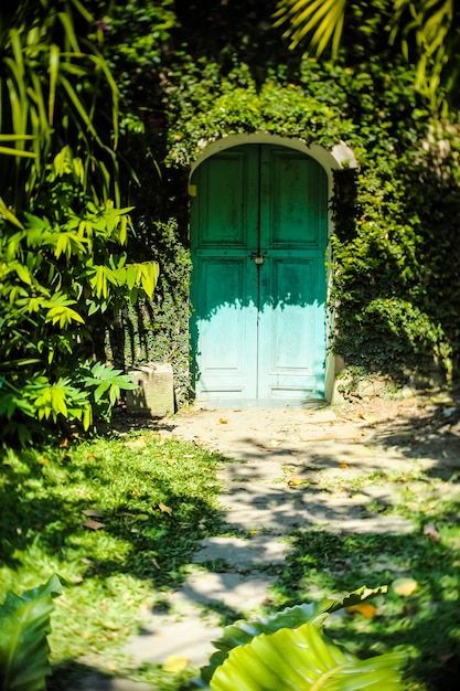 Porta secreta para o jardim mágico. Porta velha de madeira azul coberta de hera