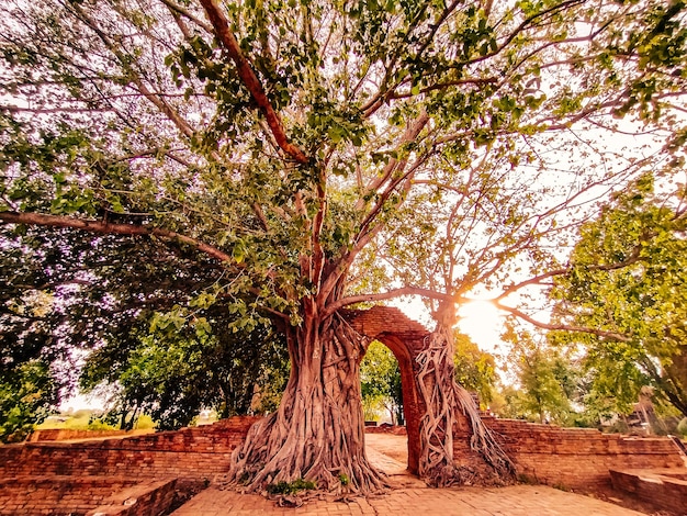 Portão antigo do templo em phra ngam As raízes das árvores e os portões de ayutthaya