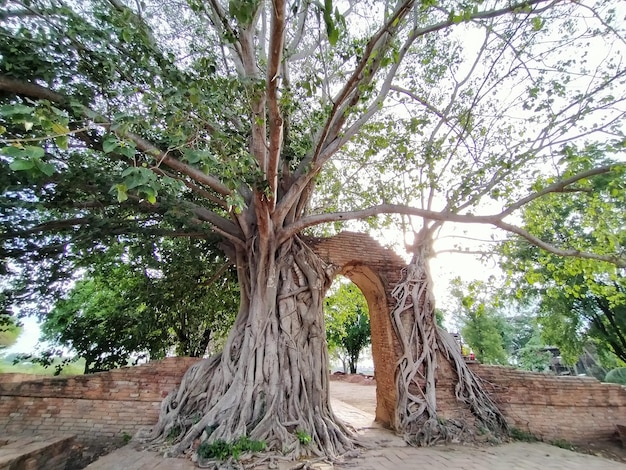 portão de árvore de raiz antiga