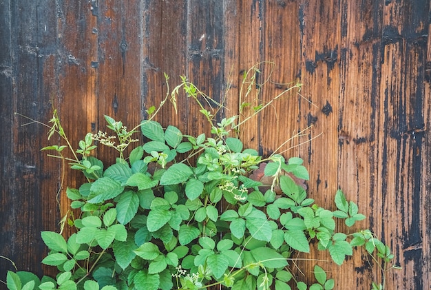 Portas antigas e plantas verdes