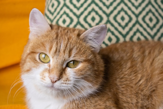 un portero de un gato de pelo largo rojo blanco con ojos amarillos