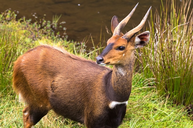 Porträt der Antilope Bushbuck Aberdare Kenia