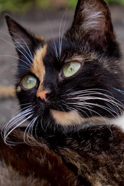 Porträt der dreifarbigen Katze. Nahaufnahme.