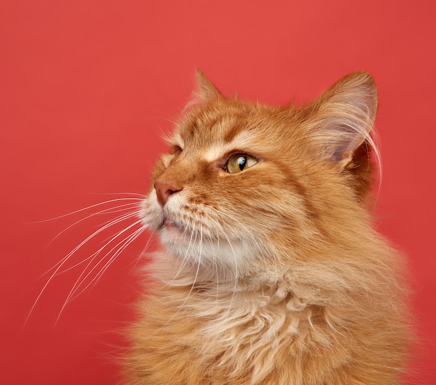 Porträt der flauschigen Katze des erwachsenen Ingwers auf einem roten Hintergrund