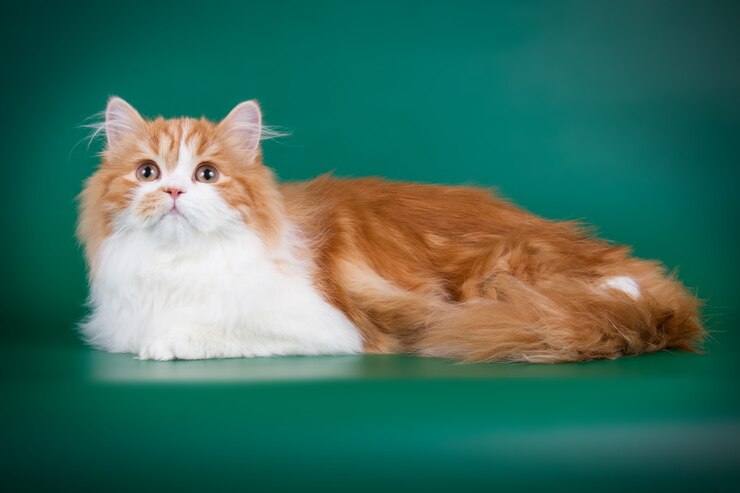 Porträt der geraden Hochlandkatze auf farbiger Wand